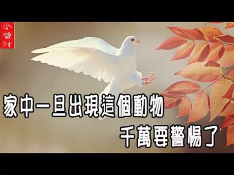 小鳥死在家門口|【小鳥死在家門口】鳥死家門口快小心！大運已過小心。